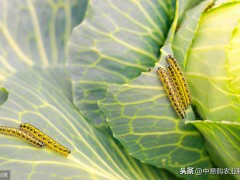 “一種高效殺蟲劑，不僅能殺幼蟲，還能殺卵，持效期長(zhǎng)達(dá)15天”